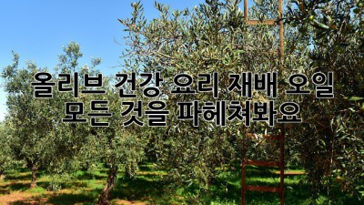 올리브: 건강, 요리, 재배, 오일… 모든 것을 파헤쳐봐요!
